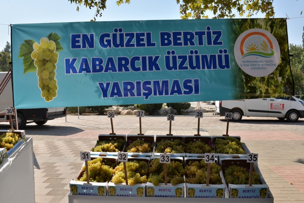 EN GÜZEL BERTİZ KABARCIK ÜZÜMÜ YARIŞMASI YAPILDI 1