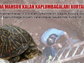 Kuyuda Mahsur Kalan Kaplumbağaları Kurtardılar