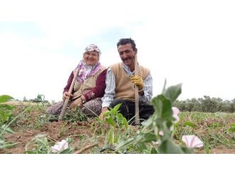 Tarlada İkinci Hayat