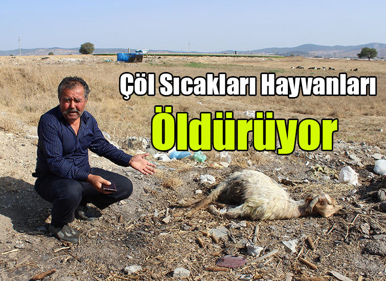 Çöl Sıcakları Hayvanları Öldürüyor 