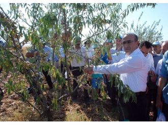 Adıyaman’da Badem Hasadı Başladı