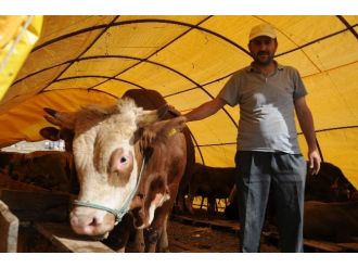 Pursaklar’da Kurban Pazarı Hazır