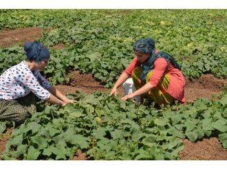 Kent Bostanı Ürün Vermeye Başladı