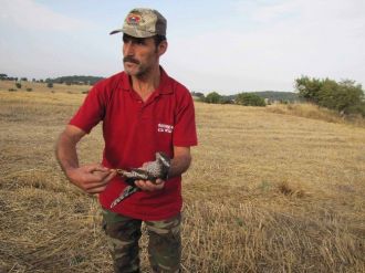 Hisarcık’ta Yaralı Atmacaya Avcılar Sahip Çıktı