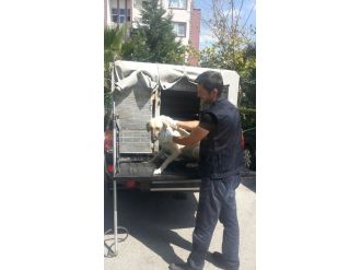 İzmit’te Günde 15-20 Sahipsiz Köpek Toplanıyor