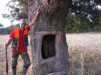 Bu Da Pencereli Meşe Ağacı