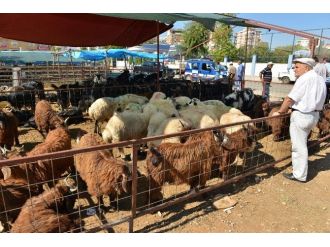 Konyaaltı İlçesi’nde Kurban Satış Ve Kesim Yerleri Belirlendi