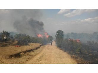 Tekirdağ’da Orman Yangını