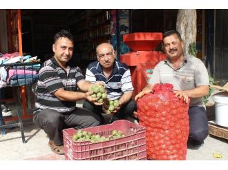 Yeni Mahsul Ceviz Piyasaya Çıktı