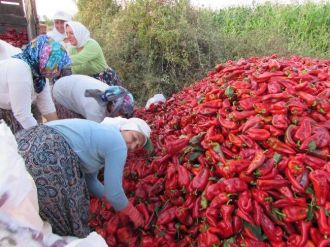 Yenice’de Kapya Biber Hasatı Başladı