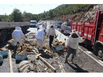 Kaza Yapan Araçtaki Arılar Dehşet Saçtı