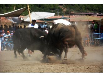 Boğalar Spor İçin Güreşti