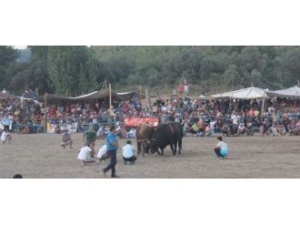 İncirliovalı Ateşdağlı Ege’nin Başboğası Seçildi