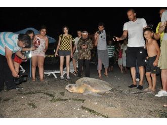 Fethiye’de 2 Bin Yavru Caretta Denizle Buluşturuldu