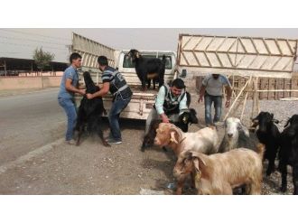 Kahramanmaraş’ta Keçi Hırsızları Yakalandı