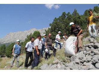 Sütçüler Kekiğinde Hasat Başladı