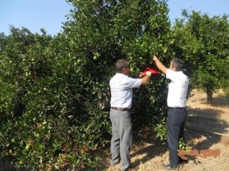 Dalaman’da Akdeniz Meyve Sineği Mücadelesi Başladı