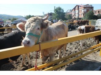 Altınordu’da Kurban Kesim Alanları Belli Oldu