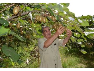 Erdemli Çiftçisi Kiviye Merak Sardı