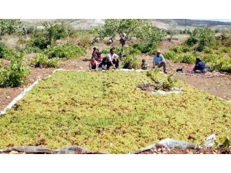 Kilis’te Üzümler Kurutulmaya Başlandı