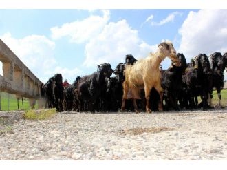 Kilis’te Hayvanlar İçerisinde En Fazla Koyun Bulunuyor