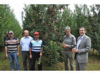 Gölcük Yeşil Elma Festivali Başlıyor