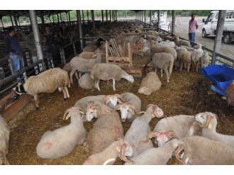 Karabük’te Kurban Pazarında Hazırlıklar Tamamlandı