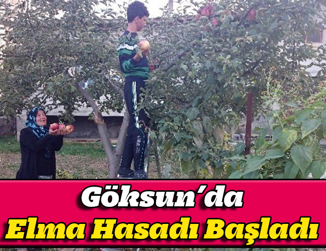 Göksun’da Elma Hasadı Başladı