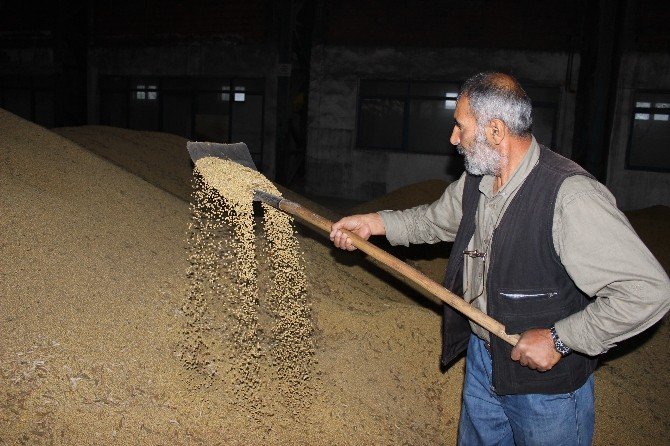 2 Milyon Tonluk Soyaya Bakanlık El Attı