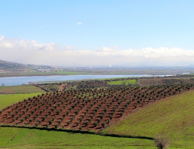 Kahramanmaraş Zeytini Fiyatları Düşürdü