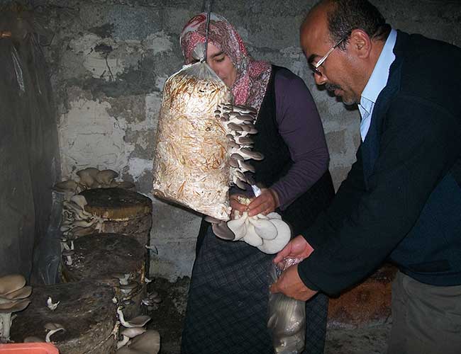 İstiridye Mantarı Denemeleri Başladı