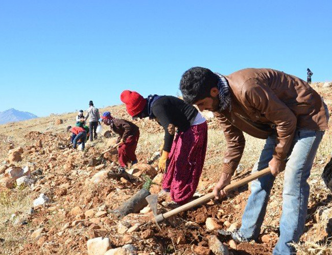 Elbistan’da 500 Bin Fidan Dikildi