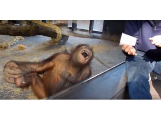 İllüzyon gösterisi orangutanı gülme krizine soktu