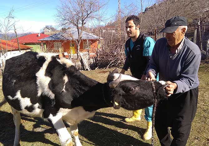 Şap Hastalığına Karşı Aşılama Başlatıldı