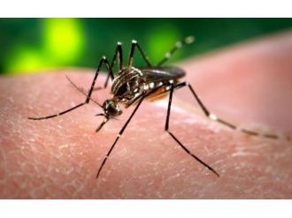 Dünya Sağlık Örgütünde ’zika’ alarmı !