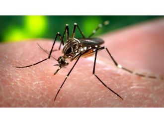 Zika virüsü cinsel yolla da bulaşıyor