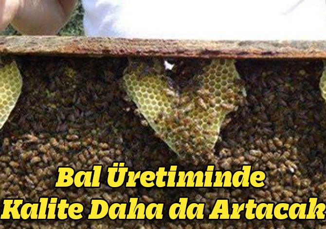 Bal Üretiminde Kalite Daha da Artacak