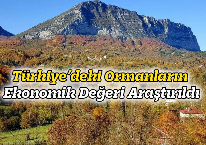 Türkiye’deki Ormanların Ekonomik Değeri Araştırıldı