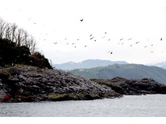 Giresun Adası binlerce kuşu konuk ediyor