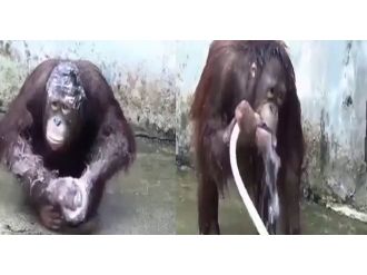 Hortumla yıkanan orangutan şaşırtıyor