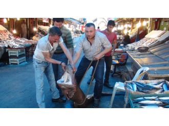 Mersin’de balıkçıların ağına köpek balığı takıldı