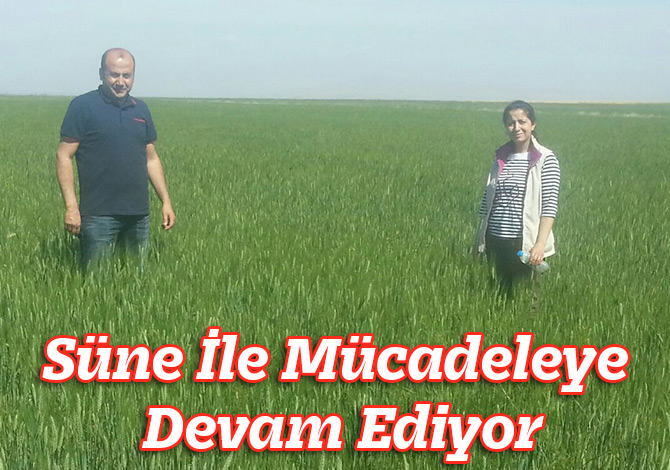 Süne İle Mücadeleye Devam Ediyor