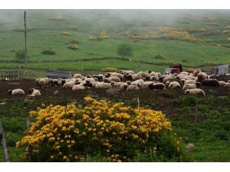 Karadeniz’in yaylaları çiçek açtı