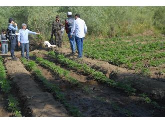 Diyarbakır’da dev uyuşturucu operasyonu: Tam 1 milyon kök