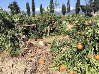 Alanya’da portakal ve limon ağacı katliamı