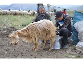 Tuncelili çoban Mahir’in TEOG başarısı