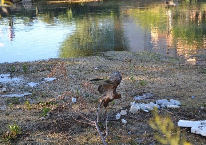 Ceyhan Nehri’ne düşen yaralı doğanı itfaiye kurtardı