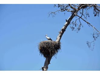 Leylek popülasyonunun azalması çevrecileri harekete geçirdi