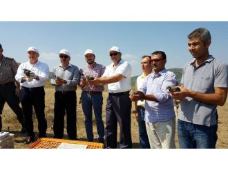 Tekirdağ’da doğaya 200 kınalı keklik salındı