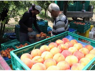 İhracat durdu, şeftali ucuzladı